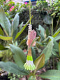 Pink Tulip Lumba