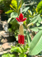 Three Leaf Red Lumba