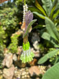 Purple Tulip Lumba